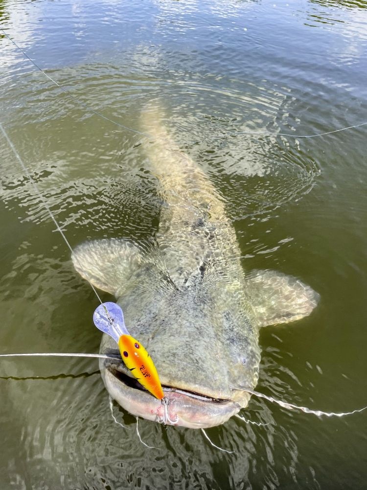 Catfish Lures Black Cat Cranker